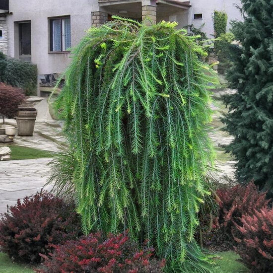 Eiropas lapegle 'Puli'